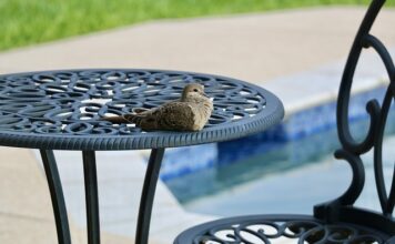 Czego nie wolno robić na basenie?