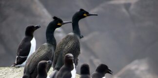 Jakie brzytwy polecacie?