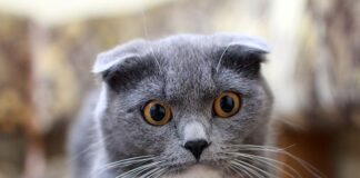 Jak pozbyć się obwisłej skóry na udach?