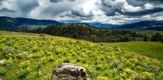 Czy użycie balsamu brązującego przyspiesza opalanie?