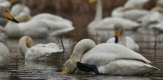 Co zrobić gdy swędzi mnie pochwa?