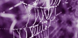 Jakie są oryginalne perfumy damskie?