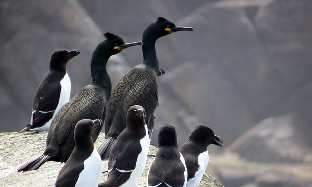 Gdzie kupię brzytwę? Gdzie kupię brzytwę?