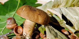 Czy goli się wargi sromowe?