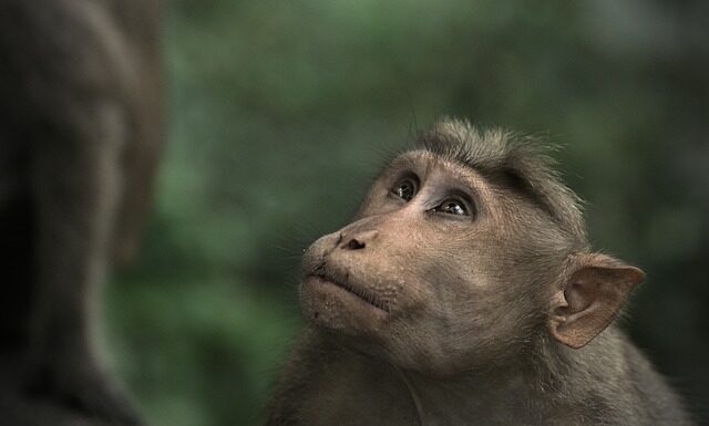 Jak dobrze wyglądać w czepku? Jak dobrze wyglądać w czepku?