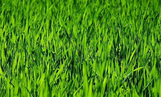 Co warto kupić w Rossmanie pielęgnacja?