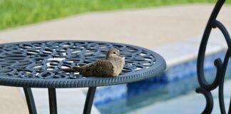 Czy wodą w basenie niszczy włosy?