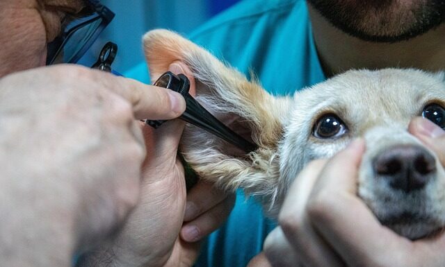 Co na swędzenie i pieczenie okolic intymnych?