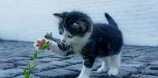 Co zrobić żeby mieć ładną cerę?