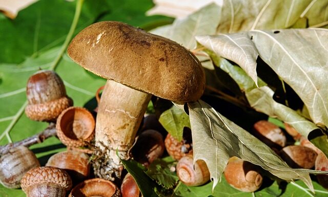 Czym Odkazić wargi sromowe?