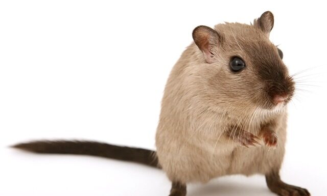 Jakie powinno być owłosienie łonowe?