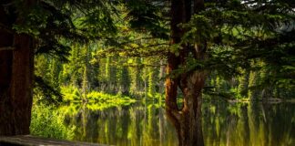 Jakie jest przeznaczenie brzytwy?