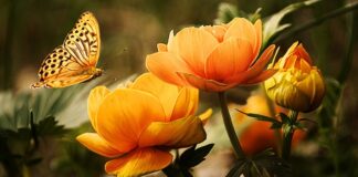 Co do mycia krocza po porodzie?