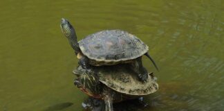 Jak nakładać cienie foliowe?