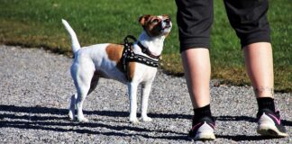 Jakie adidasy na lato?