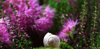 Co lepsze sonda czy PEG?