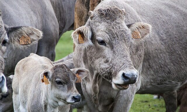 Jak wyszczuplić łydki i kostki?
