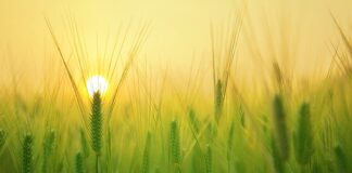 Ile kosztuje 1 kg jęczmienia?