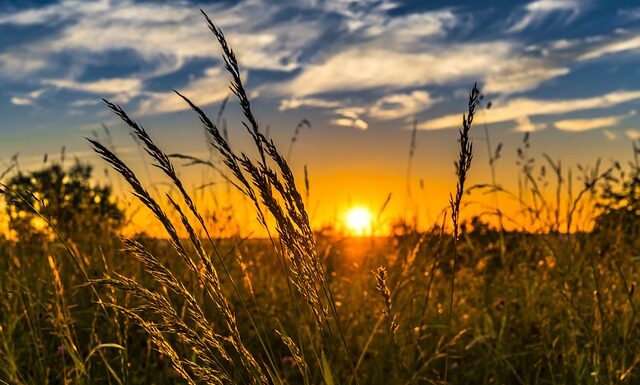 Gdzie można kupić Młody jęczmień?