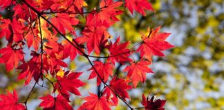 Co warto przywieźć z Seulu?