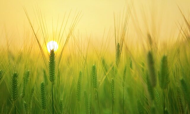 Ile ton jęczmienia z 1 ha?