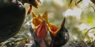 Kto może karmić przez sondę?