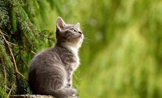 W jakim kraju się je koty?