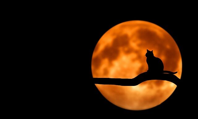 Jak po angielsku nazywa się kot?