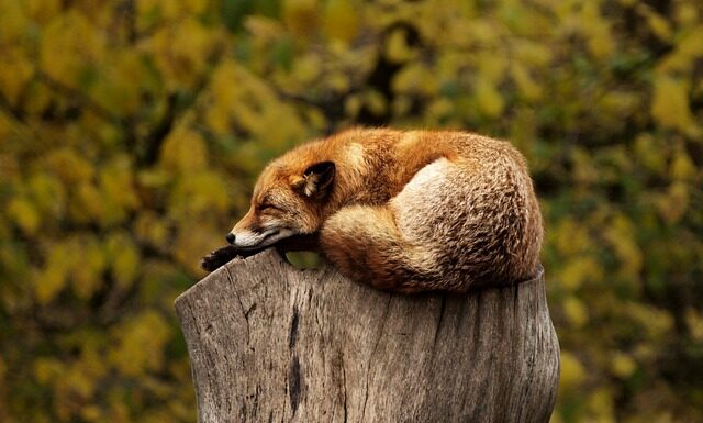 Czy czerwona skóra brązowieje?