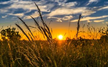 Ile kosztuje jęczmień 100 kg?