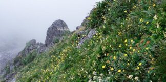 Dlaczego w Japonii nie daje się napiwków?