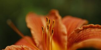 Ile jest odmian ziemniaka?