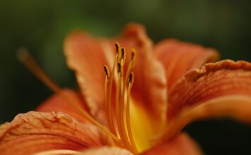 Ile jest odmian ziemniaka?