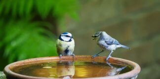 Jak się mówi po polsku hej?