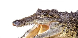 Ile dni można przeżyć bez jedzenia?