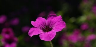 Czy szerokie spodnie są modne?