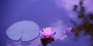 Jak ubrać się elegancko w ciąży?