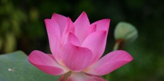 Jak się mówi po angielsku krótkie spodnie?