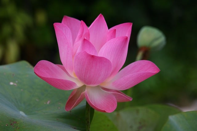 Jak się mówi po angielsku krótkie spodnie? Jak się mówi po angielsku krótkie spodnie?