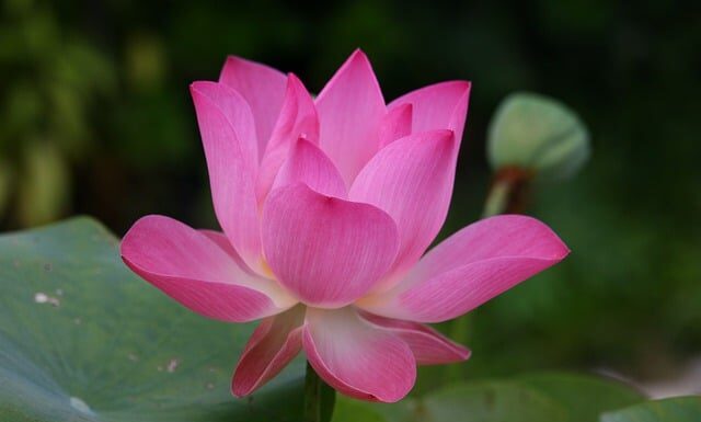 Jak się mówi po angielsku skarpety?