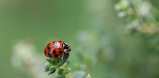 Jaka bluzką do spodni w kropki?