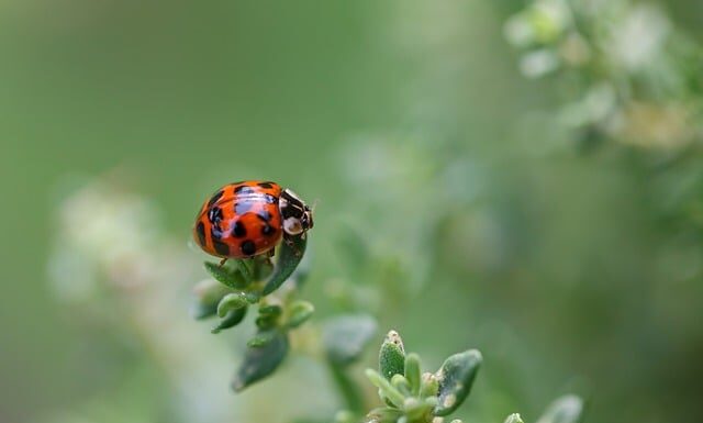 Jaka bluzką do spodni w kropki? Jaka bluzką do spodni w kropki?