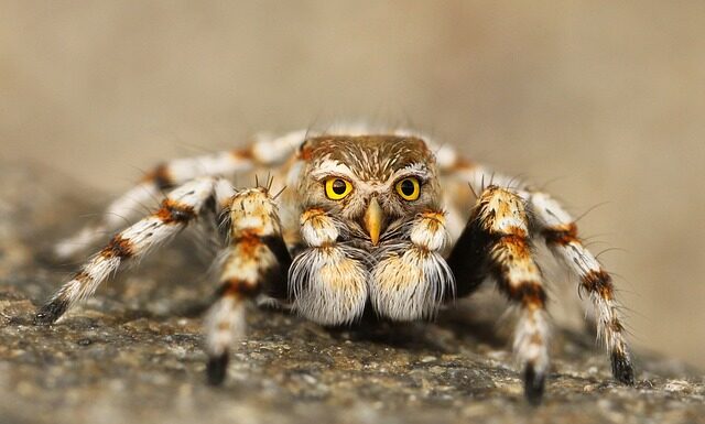 Jak wyglądają Podróbki Air Force?