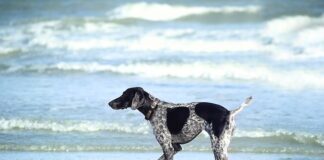 Jakich witamin brakuje przy łuszczycy?