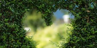 Co daje zielona żywność?