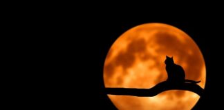 Co pasuje do czarnych krótkich spodenek?